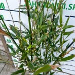 Bambus (Phyllostachys bissetii) - výška 150-175 cm, kont. C10L (-26°C)